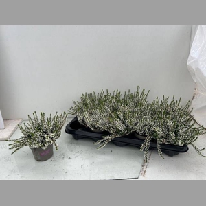 CALLU GA G HELENA