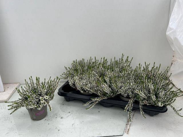 <h4>CALLU GA G HELENA</h4>