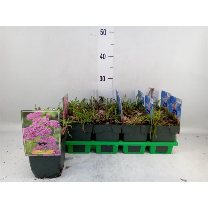 <h4>Achillea millef. 'Lilac Beauty'</h4>