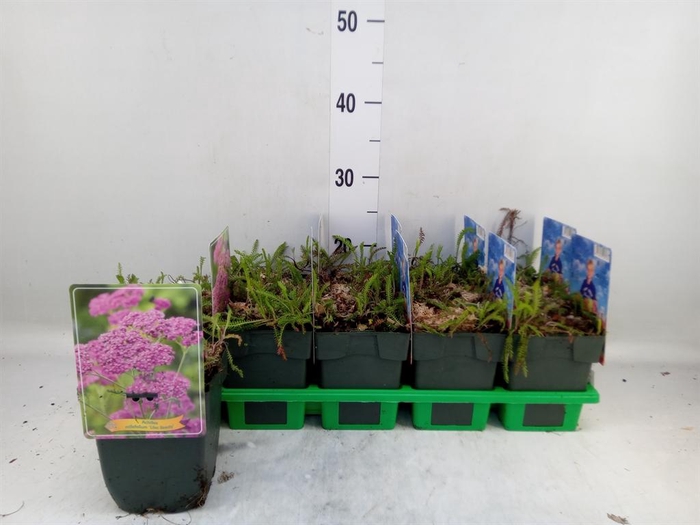 <h4>Achillea millef. 'Lilac Beauty'</h4>