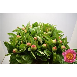 Paeo Sugar N Spice