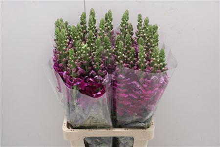 <h4>Antir Poto Paars</h4>