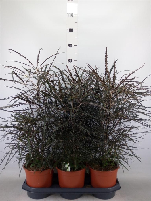 <h4>Dizygotheca eleg.</h4>