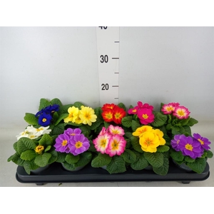 Primula ac.   ...mix