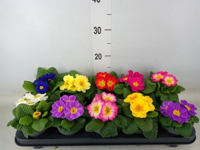 <h4>Primula ac.   ...mix</h4>