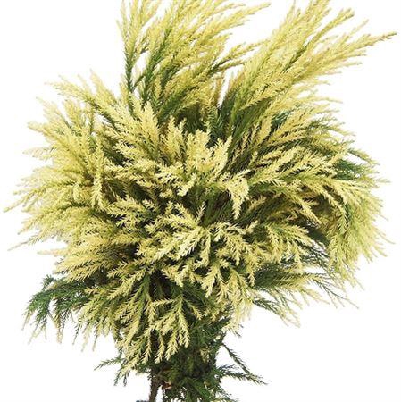 <h4>Co Crypto Japonica Sekkan</h4>