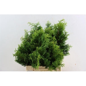 Chamaecyparis Thuja Plicata Atrovirens
