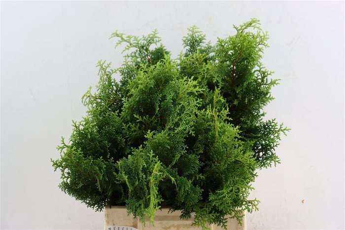<h4>Chamaecyparis Thuja Plicata Atrovirens</h4>
