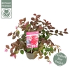 Loropetalum Fire Dance