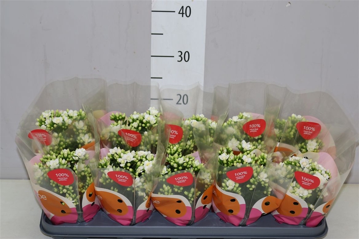 <h4>Kalanchoe Calandiva Wit</h4>