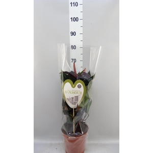 Anthurium andr. 'Beauty Black'