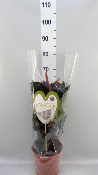 <h4>Anthurium andr. 'Beauty Black'</h4>