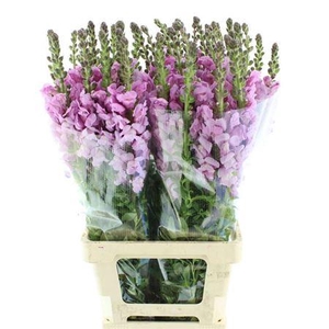 Antir Op Lavender