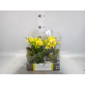 Phalaenopsis multi.   ...yellow