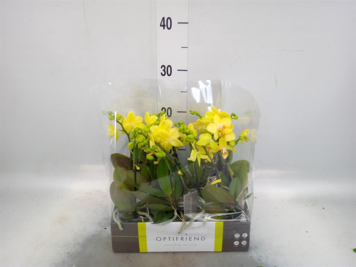 <h4>Phalaenopsis multi.   ...yellow</h4>