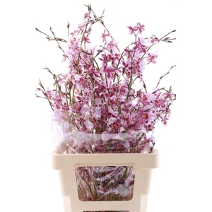 Oncidium Yuki Fu You L