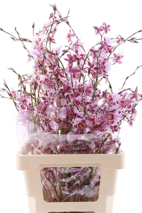 <h4>Oncidium Yuki Fu You L</h4>