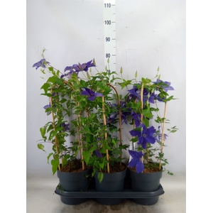 Clematis  'Garland'   ...