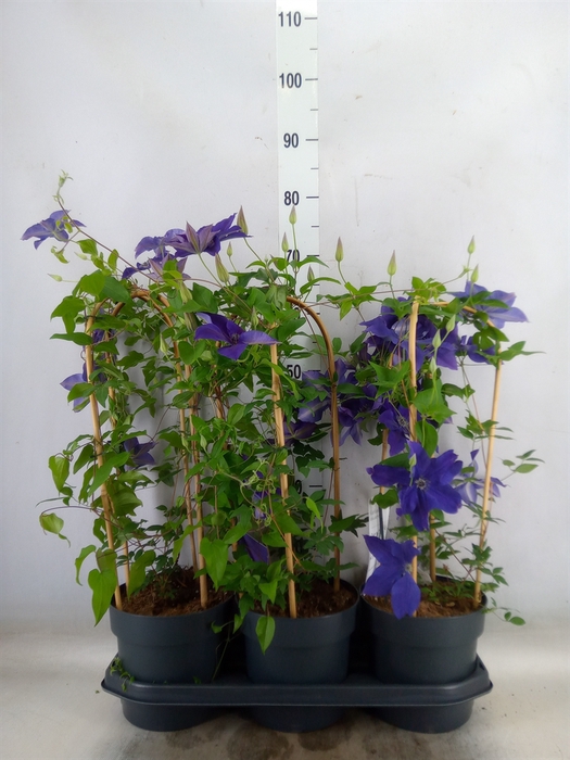 <h4>Clematis  'Garland'   ...</h4>