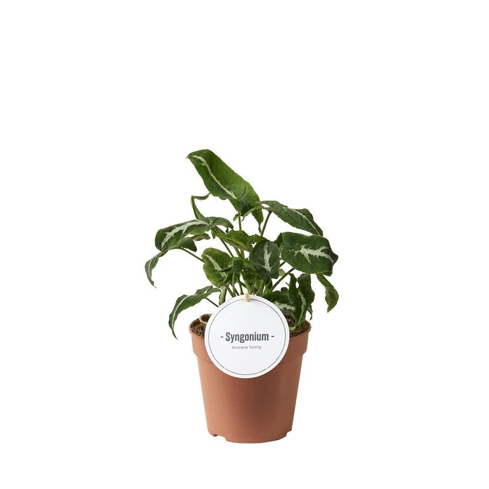 <h4>Syngonium Wendlandii</h4>
