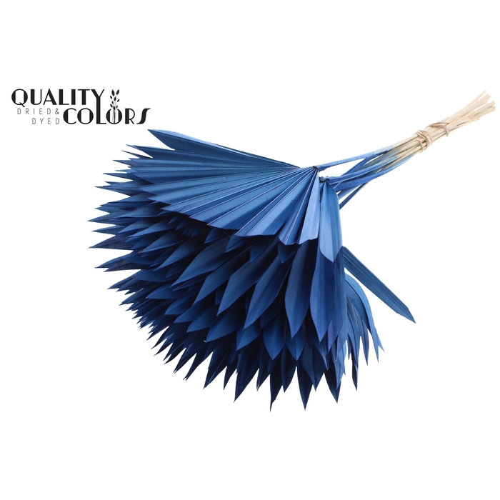 <h4>Sun Spear per stem Blue</h4>