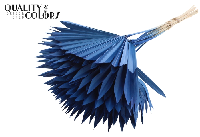 Sun Spear per stem Blue