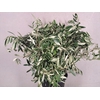 OLEA EUROPAEA
