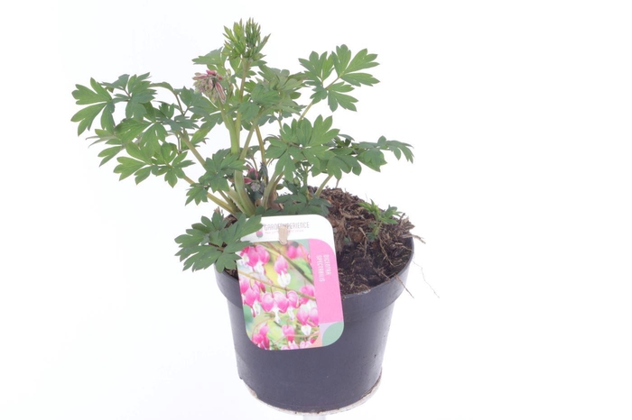 <h4>Dicentra spectabilis</h4>