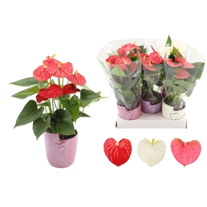 Anthurium 4 color mix in Joa ceramics