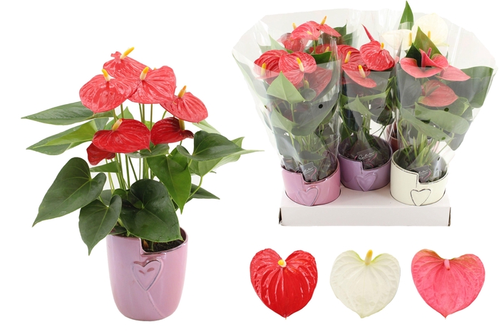 <h4>Anthurium 4 color mix in Joa ceramics</h4>