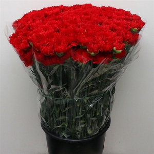 Di St Arona Red