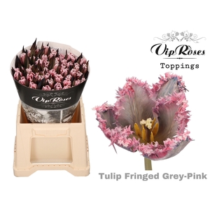 Tu Fr Fringed Grey Pink