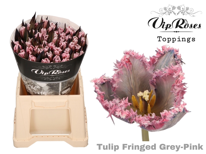 <h4>TU FR FRINGED GREY PINK</h4>