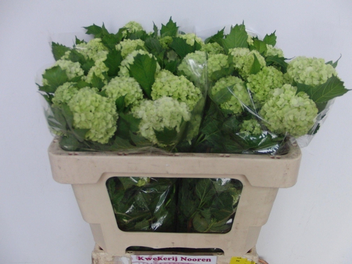 <h4>VIBURNUM ROSEUM ST</h4>