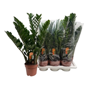ZAMIO ZAMIIFOLIA