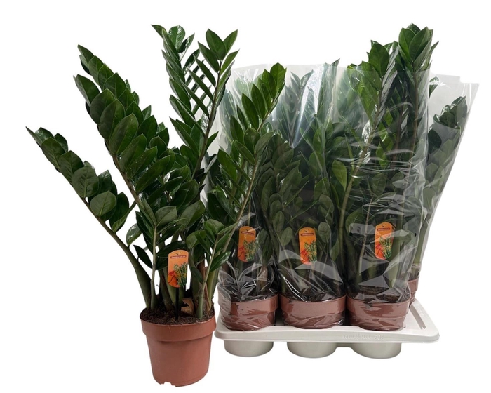 <h4>ZAMIO ZAMIIFOLIA</h4>