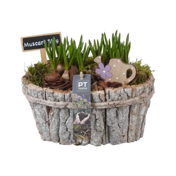 <h4>PTMB1133 Arrangement Muscari in hout pot</h4>