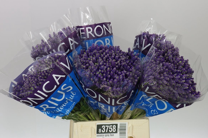 <h4>Veronica Spray Fountain X 20</h4>