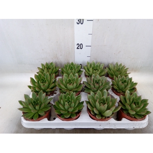 Echeveria agavoides