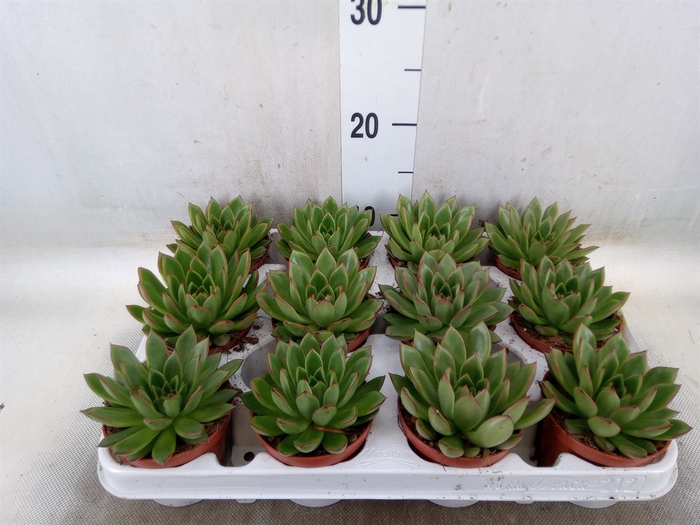 <h4>Echeveria agavoides</h4>