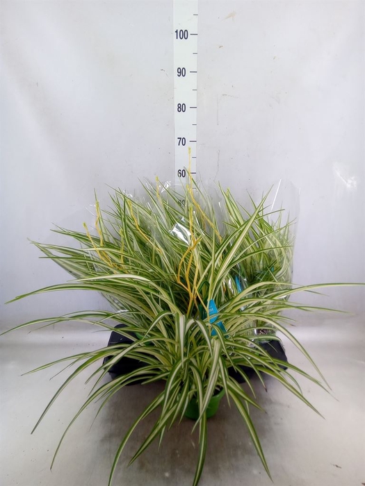 <h4>Chlorophytum com. 'Vittatum'</h4>