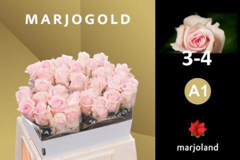 <h4>R GR SWEET DOLOMITI@</h4>