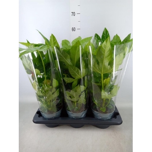 Fatsia japonica   ...