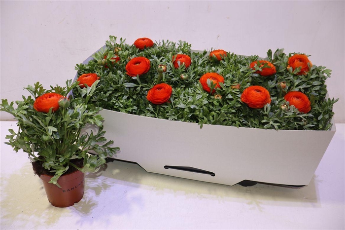 <h4>Ranun Mache Orange</h4>