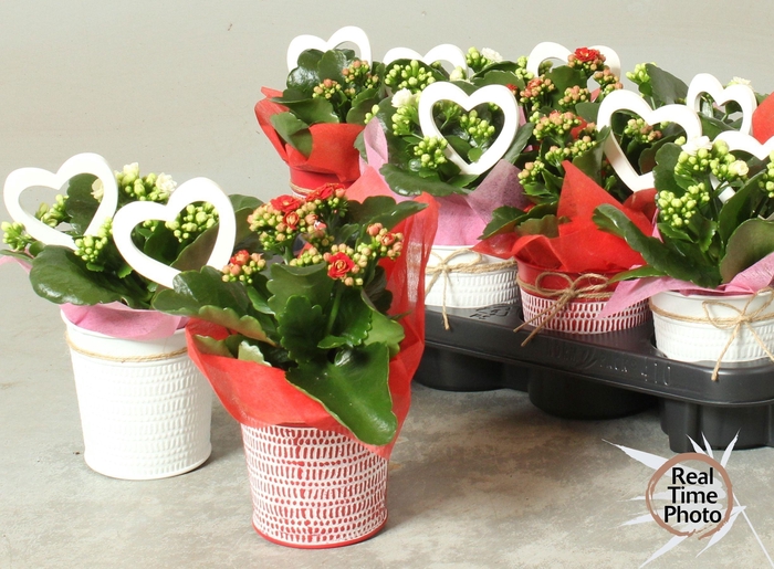 <h4>ARR KAMERPL</h4>