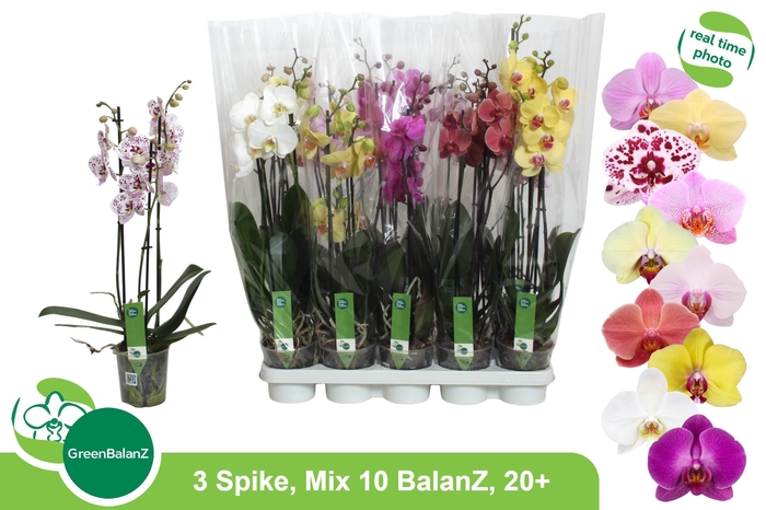 <h4>PHAL GEM 10 KL</h4>