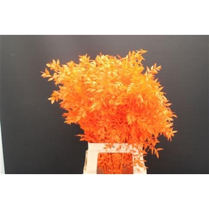 Dr Ruscus Bleach Oranje
