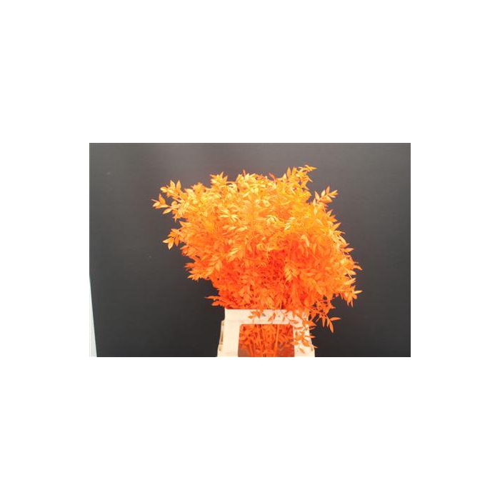 <h4>Dr Ruscus Bleach Oranje</h4>