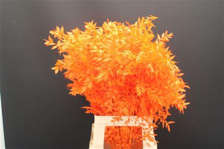 Dr Ruscus Bleach Oranje