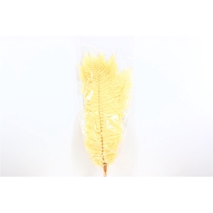 Pres Sword Fern Bleached 20pc Bunch